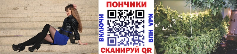 где купить наркоту  Михайловск  Канабис VHQ 
